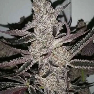 Crystal Cookies V2 od Inhouse Genetics nasiona marihuany