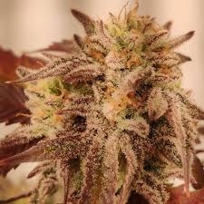 Bluenana od Inhouse Genetics nasiona marihuany