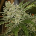Platinum Gorilla