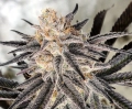 Platinum Gorilla