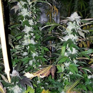 Platinum Gorilla od Inhouse Genetics nasiona marihuany