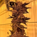 Black Cherry Flambe
