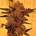 Black Cherry Flambe