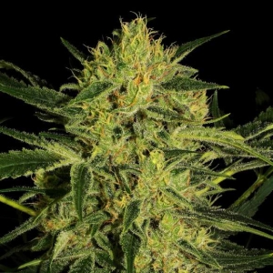 Nebula CBD od Nirvana nasiona marihuany