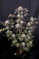 Frostbanger auto