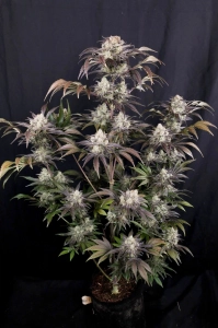 Frostbanger auto od FastBuds nasiona marihuany