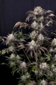 Frostbanger auto