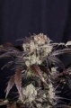 Frostbanger auto