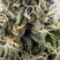 Sticky Queen Auto