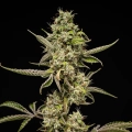 Sticky Queen Auto