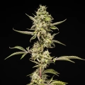Sticky Queen Auto