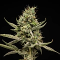Sticky Queen Auto