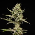 Sticky Queen Auto