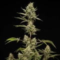 Sticky Queen Auto