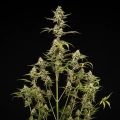 Sticky Queen Auto
