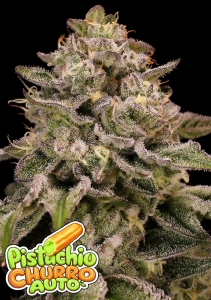 Auto Pistachio Churro od Anesia Seeds nasiona marihuany