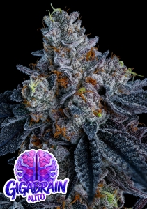  Giga Brain Auto