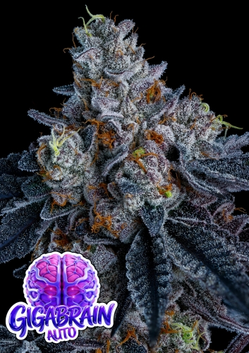  Giga Brain Auto