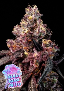  Soda Rose Auto