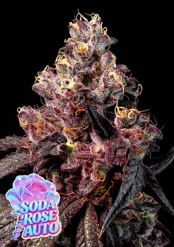  Soda Rose Auto