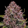 Purplenade XXL AUTO