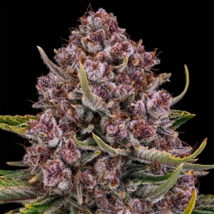 Purplenade XXL AUTO od Silent Seeds nasiona marihuany