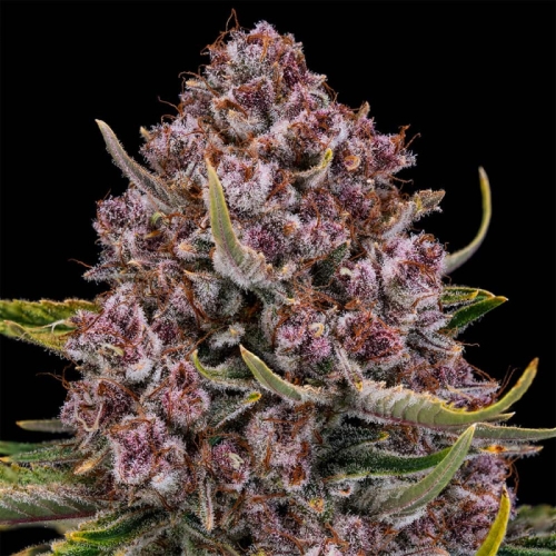 Purplenade XXL AUTO