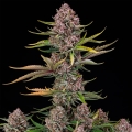 Purplenade XXL AUTO