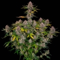 Purplenade XXL AUTO