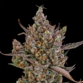 Rainbow Breath AUTO