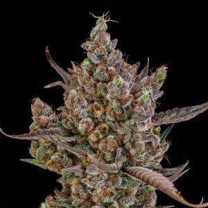 Rainbow Breath AUTO od Silent Seeds nasiona marihuany