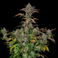 Rainbow Breath AUTO