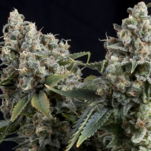 Auto Tutankhamon od Pyramid Seeds nasiona marihuany