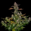 Triangle Kush AUTO