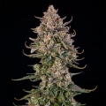Triangle Kush AUTO