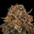 Tropical Velvet Fast CBD