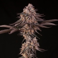 Jamaican Sunset by Julian Marley