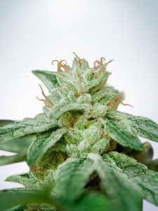 CBD Star od Ministry of Cannabis nasiona marihuany