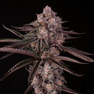 Jamaican Sunset by Julian Marley