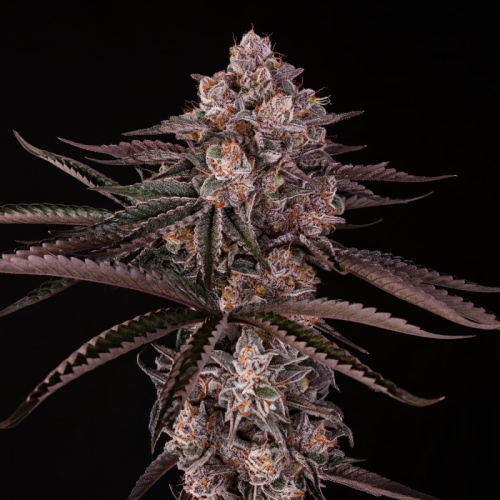 Jamaican Sunset by Julian Marley