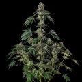 Jamaican Mountain by Julian Marley