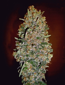 Auto Chocolate Skunk od 00 Seeds Bank nasiona marihuany