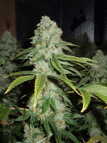 Tahoe OG Kush