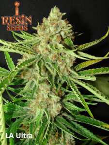 LA Ultra od Resin Seeds nasiona marihuany