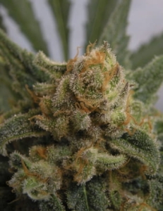Grapegum od Ripper Seeds nasiona marihuany