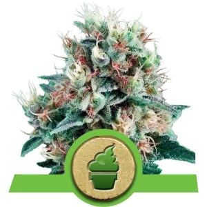 Royal Creamatic Auto od Royal Queen Seeds nasiona marihuany