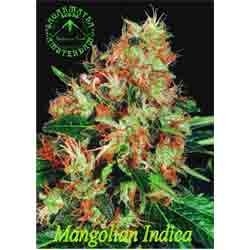 Mangolian Indica od Sagarmatha nasiona marihuany