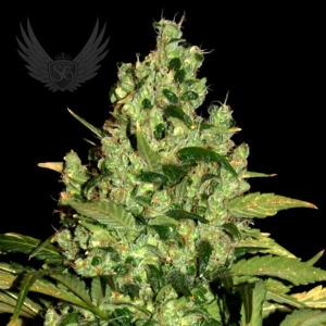 Russian Auto od Sensi Genetics nasiona marihuany