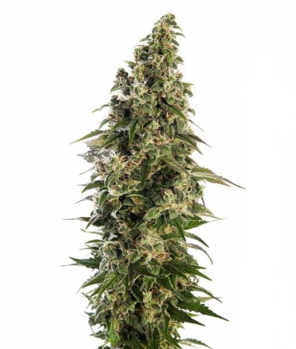 Afghani #1 Automatic