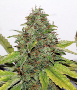 Velvet Bud od Seedsman nasiona marihuany